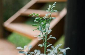Casa Rudá Paraty - Foto 4