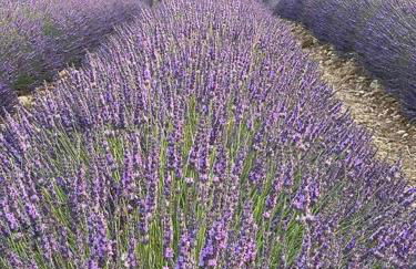 Zofia appartements - Appartement avec cour privée #1 - Foto 7