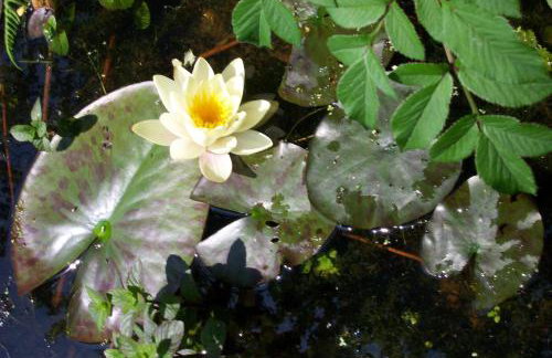 Polgwedhen Lodge - Photo 45