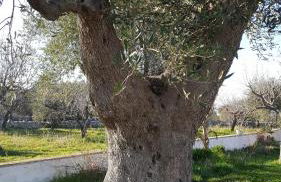 Masseria Cesarina B&B - Foto 40