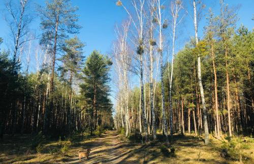 Domek Walentinki - Foto 50