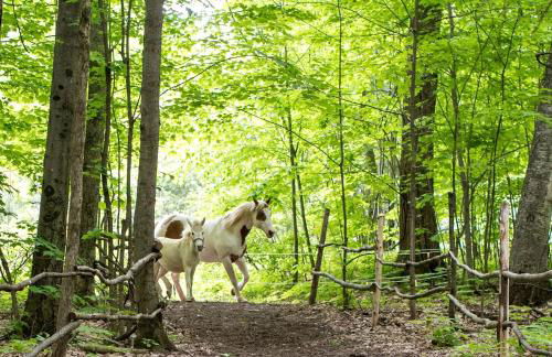 Luxury Yurt Rental Hidden in the Forest near Bristol, Vermont - Foto 28