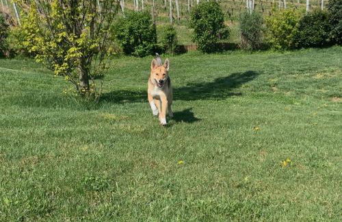 Holiday Home Cascina Castello by Interhome - Foto 21