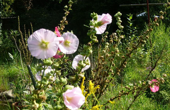 Villa-Hufeland - Foto 48