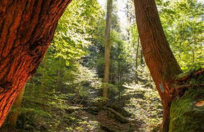 The Mirage Escape - Foto 34