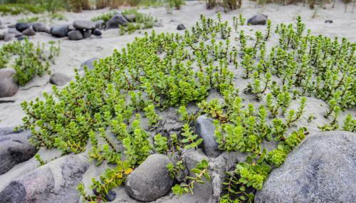 Seaside Cottage - Foto 2