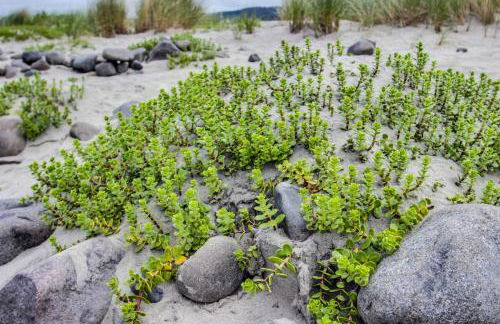 Seaside Cottage - Foto 2