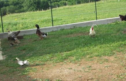 Gite Du Colombier - Foto 48