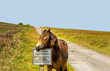 Private 7 bed wing of former farmhouse, edge of Exmoor, sleeps 16 - Foto 17