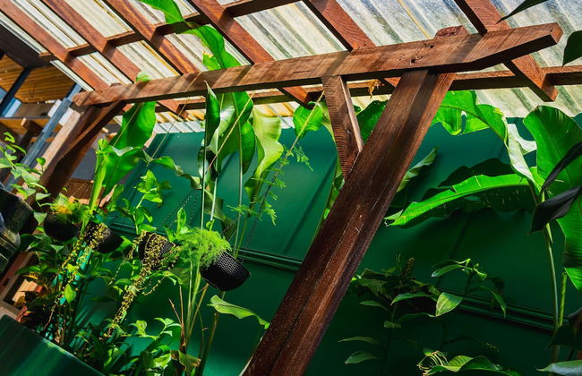 Colonial Wolf Oasis - Foto 66