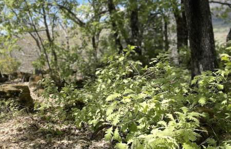 Casa Rural Finca De Musgo - Foto 23