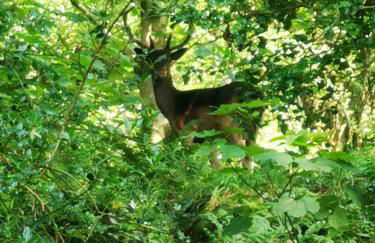 2 Calgow Cottages - Foto 11