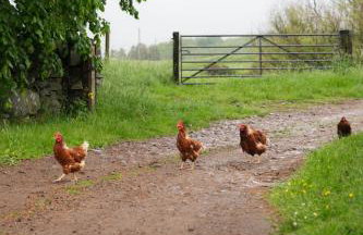 The Barn, Summerhill Farm Stays - Foto 6