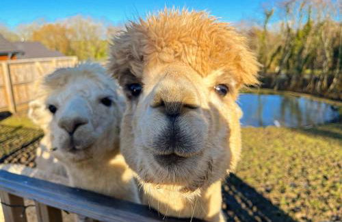 Willow Cottage - Foto 6