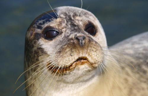 Ferienwohnung K1889 Rheine - Elin - Foto 24