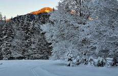 Haus Sunnleitn Vogelsang - Foto 15