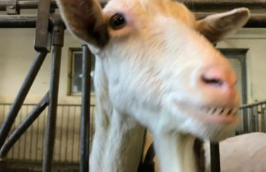 Agritur Maso Piasina - Photo 33