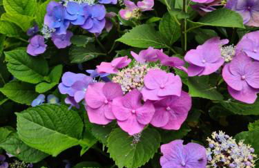 Le petit nid d'aigle - Giverny - Foto 16