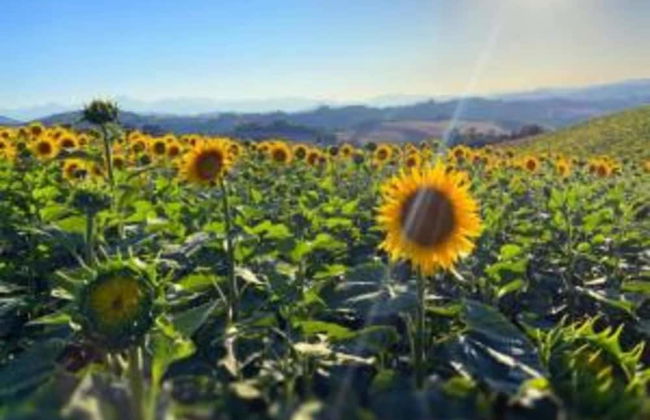 Holiday Home in Belforte With Pool - Foto 29