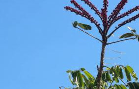 Caminho do mar - Foto 11