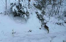 Domek Pod Lasem - Foto 27