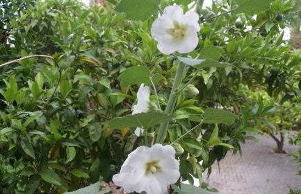 Villa Christina - Foto 38