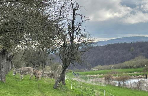 Ferienhof"WaldEsel Rippersroda" - Foto 57