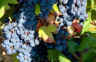 Maison du Midi, 2 Gîtes de charme - Foto 62