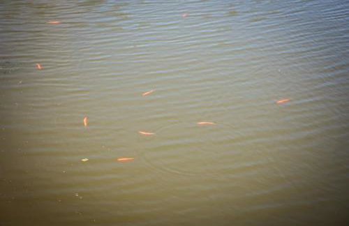 Lodges Zacisze I - Foto 33