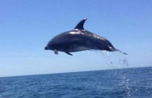 AD house on Carvoeiro - Foto 46