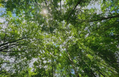 Mountain Brook Cabin - Foto 41