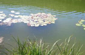 FeWo Alte Post - Foto 23