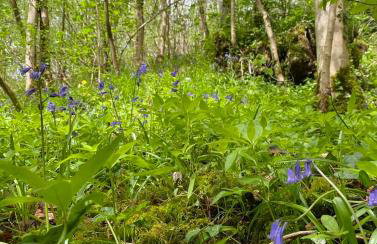 Linden Retreat - Foto 22