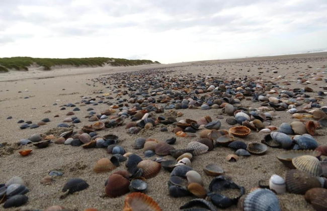 Cozy Chalet in Vrouwenpolder With Garden - Foto 32