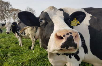 Ferien-und Bauernhof Gauster - Foto 20