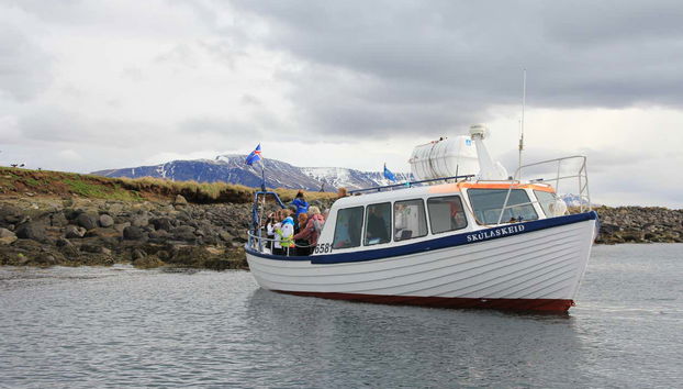 Avvistamento di pulcinelle di mare a Reykjavík - Photo 4
