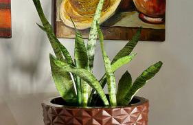 Casa Morena Luz na Vila de Cumuru, pra fazer tudo a pé! 350m da Praia do Pier! - Photo 41