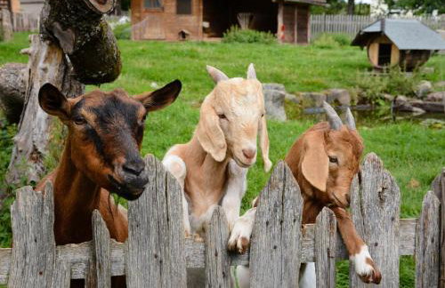 Pension Ferienwohnung Baarblick - Foto 15
