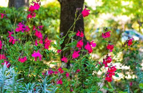 Domaine du Bois d'Amont - Foto 7