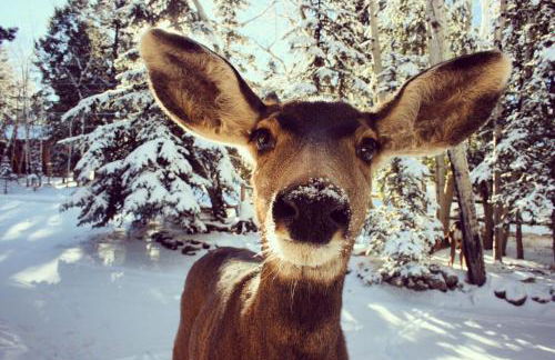 Aspen Springs Angel fire - Foto 100