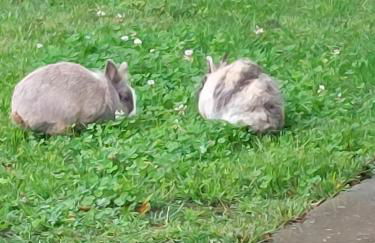 Ferienhof Bron - Foto 13