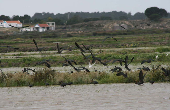 Avistamento de aves no Estuário do Sado - Foto 6