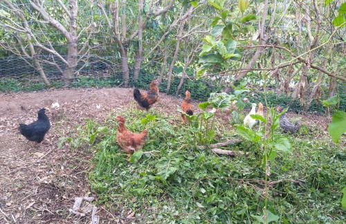 Quinta da Pavoa - Cottage House - Photo 58