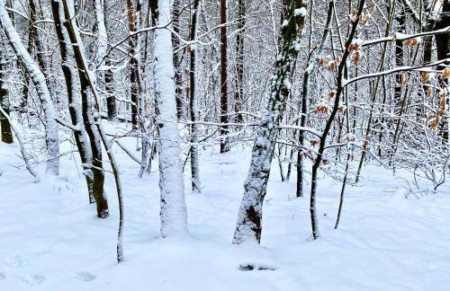 Ferienwohnung Natur und Kunst - Foto 32