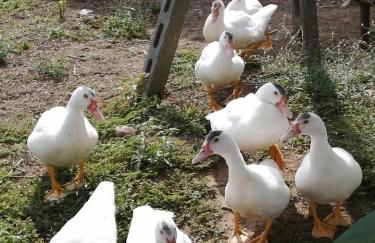 Agriturismo Nuvolino - Foto 44