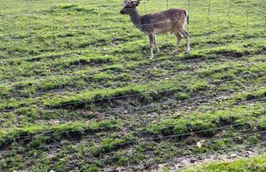 Sonnige Ferienwohnung im Kinzigtal - Foto 30