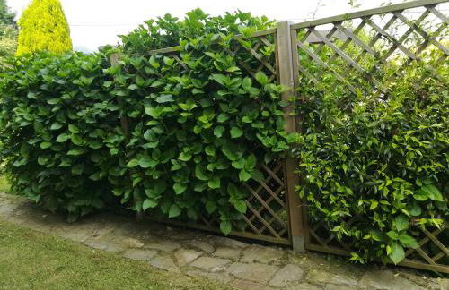 La Chimenea Cantabra - Foto 37