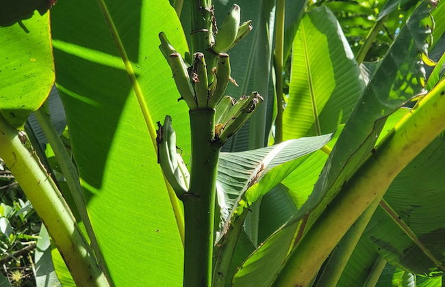 Jaco-carara 3 Bdrm Surrounded by Rainforest With Private Pool - Foto 51