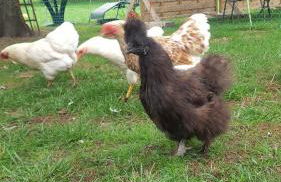 Ferienhaus Ahlers - Foto 23