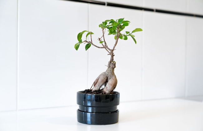 House and People - Artur Bivar - Foto 36